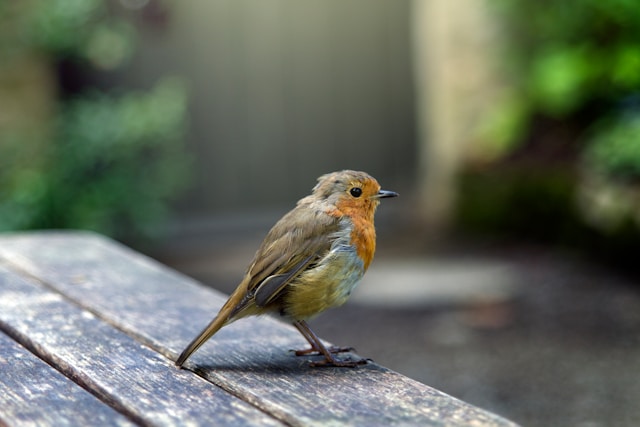 Alpine Birds: Adaptations to High Altitude Environments
