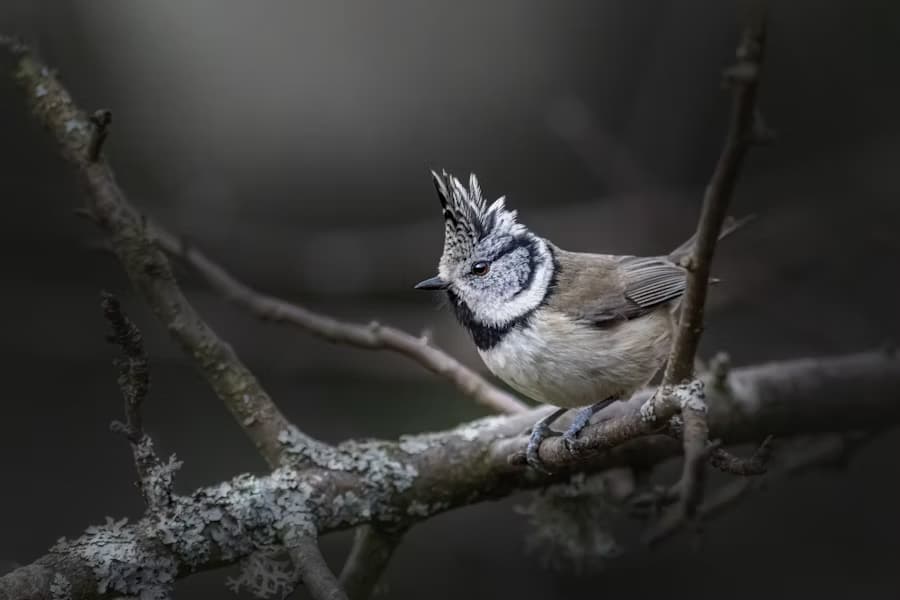 The World’s Rarest Birds: 7 Species Fighting for Survival