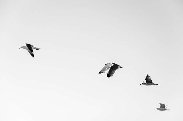Famous Bird Sanctuaries and Reserves in New Zealand