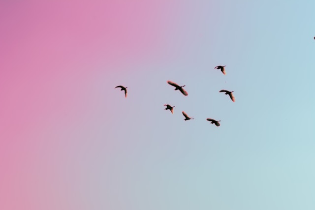 birds