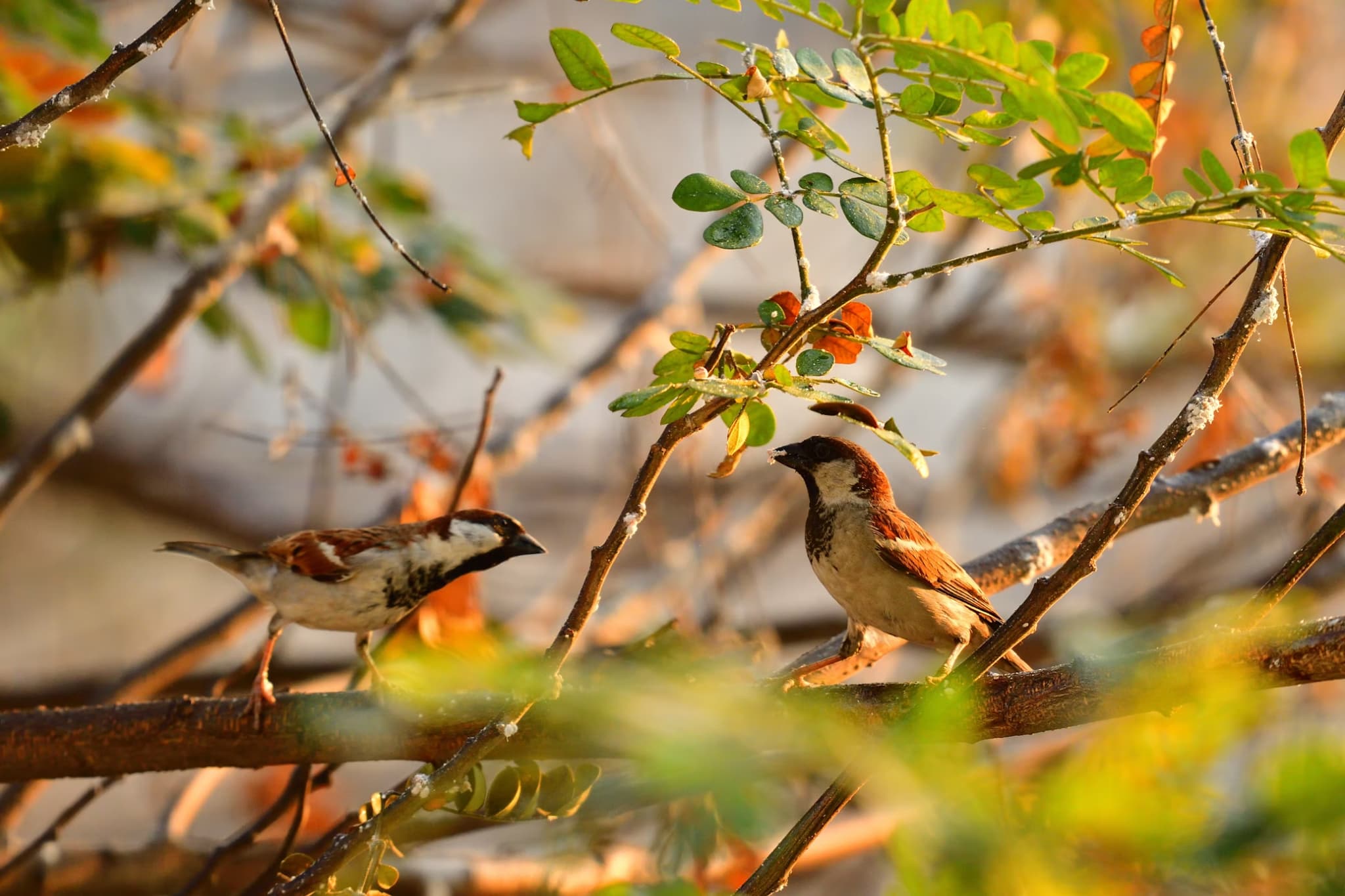 Bluffing in the Wild: How Birds Use Deception Like Poker Players