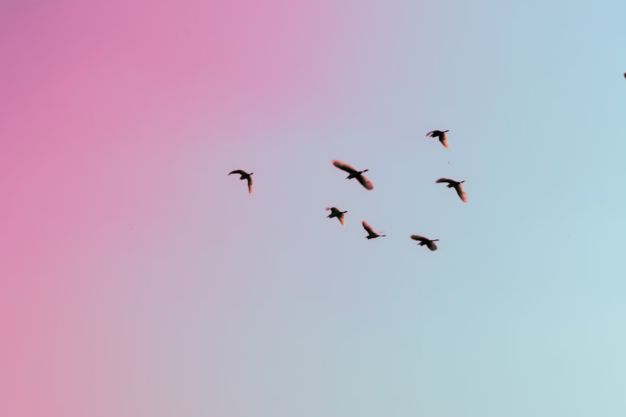 How to Photograph Birds Like a Pro: Tips for Stunning Wildlife Shots
