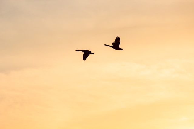 The Role of Kiwi Birds in New Zealand’s Culture and Conservation