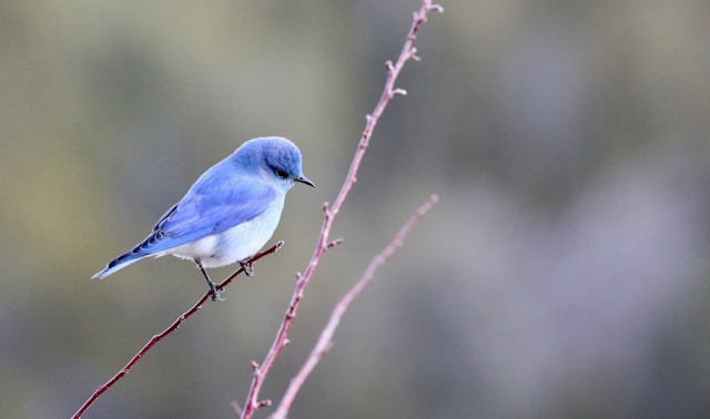 Unique Adaptations of New Zealand Birds to Island Life