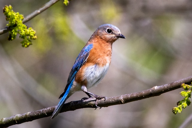 Bird Migration Patterns in New Zealand