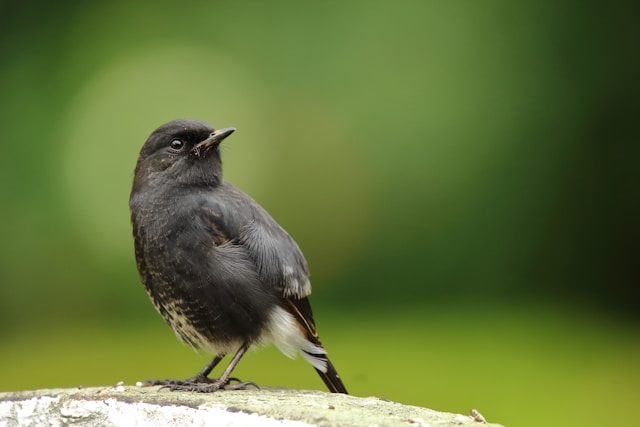 Forest Birds of New Zealand