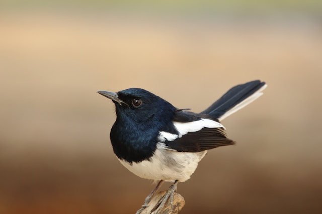 Seabirds of the New Zealand Coastline
