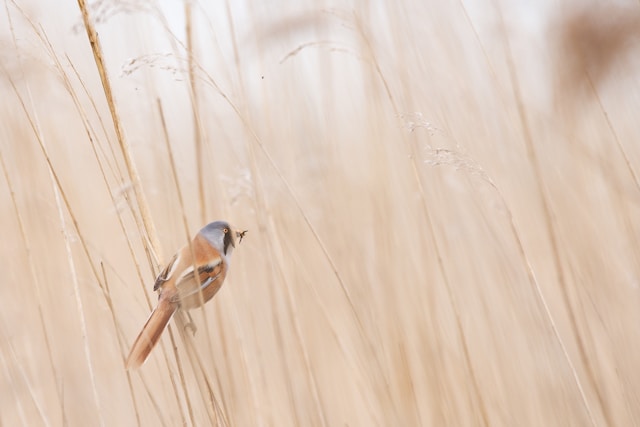 Threatened Bird Species and Conservation Efforts in New Zealand