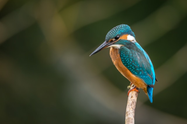 Top 10 Myths About New Zealand Birds